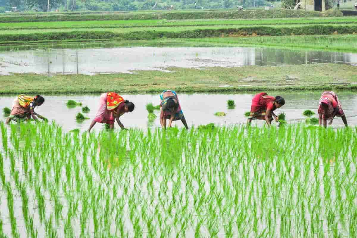  Buy Tools in Rice Cultivation +great price 